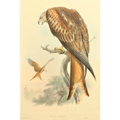 120 - A set of three attractive large coloured Bird Prints, after J. Wolf and W. Hat, including 