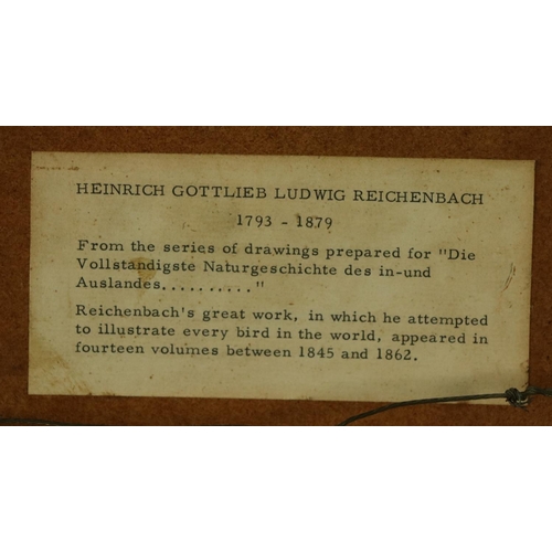 219 - Heinrich Gottlieb Ludwig Reichenbach, German (1793-1879)Two original watercolours of Australian Bird... 