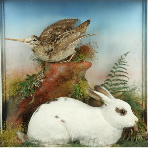 54 - Taxidermy:  A large Wildlife Display, depicting a large stuffed white rabbit with black spots with a... 