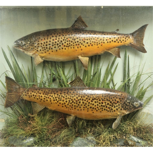 57 - Taxidermy:  Two large stuffed and preserved brown Trout (Salmo Trutta) in bow fronted ebonised and g... 