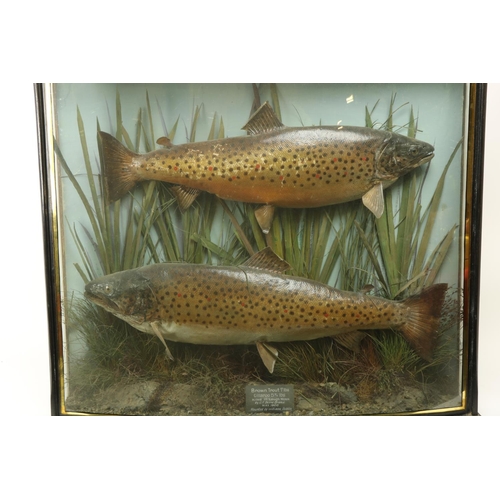 58 - Taxidermy:  Two large stuffed and preserved brown Trout (Salmo Trutta) 7lb & 5 3/4