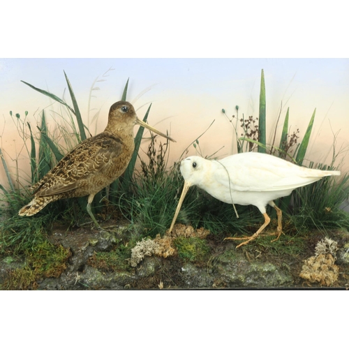 59 - Taxidermy:  Two stuffed, preserved and mounted Woodcock (Scolopax Rusticola) including one albino sp... 