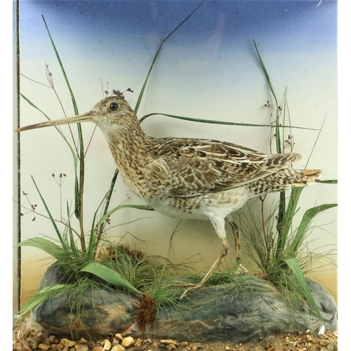 63 - Taxidermy: A Common Snipe (Gallinago Gallinago), preserved as mounted on a faux rock amongst foliage... 