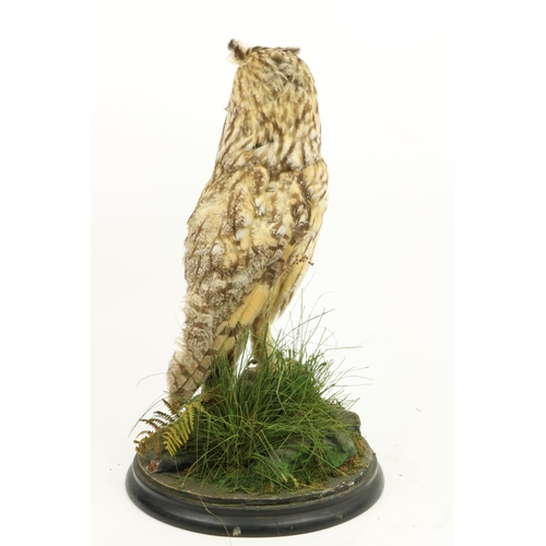 65 - Taxidermy:  A stuffed and mounted long eared Owl, (Asio Otus) perched on a rock with undergrowth, 17... 