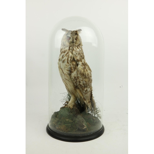 65 - Taxidermy:  A stuffed and mounted long eared Owl, (Asio Otus) perched on a rock with undergrowth, 17... 