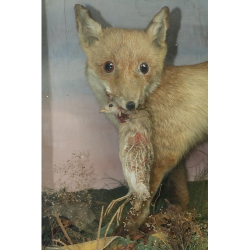 67 - Taxidermy: A cased model of a Fox with Bird in mouth, in naturalistic woodland setting. (1)... 