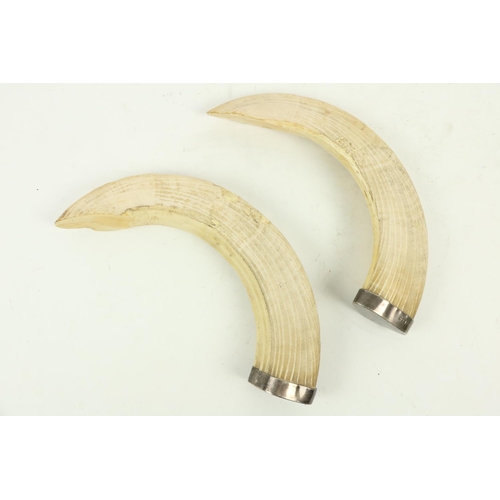 1010 - A pair of silver mounted wild boar Tusks, 12