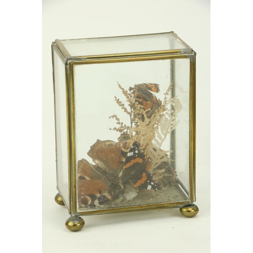 404 - Taxidermy:  A stuffed and mounted Canary, under glass dome, two Butterflies framed, a Staffordshire ... 