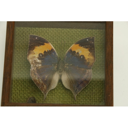 404 - Taxidermy:  A stuffed and mounted Canary, under glass dome, two Butterflies framed, a Staffordshire ... 