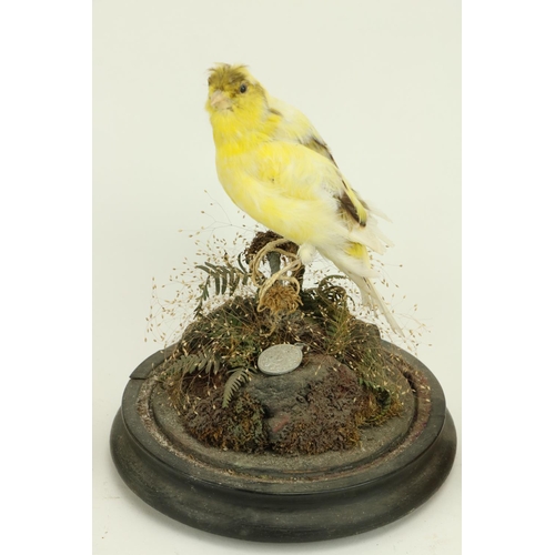 404 - Taxidermy:  A stuffed and mounted Canary, under glass dome, two Butterflies framed, a Staffordshire ... 