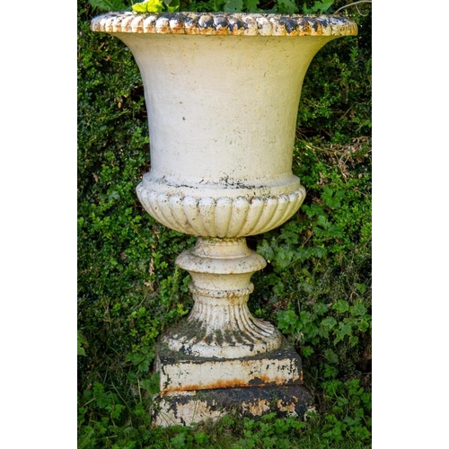 1002 - A massive pair of heavy compana shaped cast iron Garden Urns, each with a reeded rim and half reeded... 