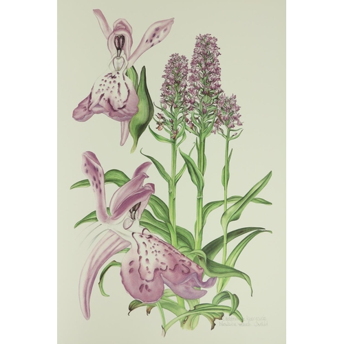 355 - Sex (Susan)illus & Sayers (Brendan) Ireland's Wild Orchids, folio. Belfast (Nicholson & Bass... 