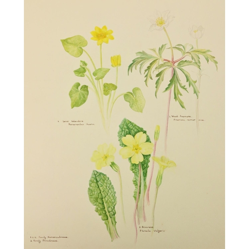 740 - Original Botanical DrawingsKinnaird (Elizabeth) artist Botanical Drawings North Antrim and Donegal, ... 