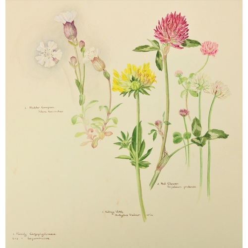 740 - Original Botanical DrawingsKinnaird (Elizabeth) artist Botanical Drawings North Antrim and Donegal, ... 