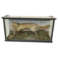 Taxidermy: A cased model of a Fox with Bird in mouth, in naturalistic woodland setting. (1)... 