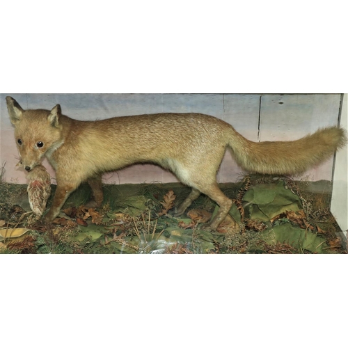16 - Taxidermy: A cased model of a Fox with Bird in mouth, in naturalistic woodland setting. (1)... 