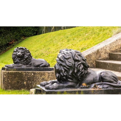 548 - A large pair of heavy bronzed cast iron Figures, of recumbent lions one facing left with open mouth,... 