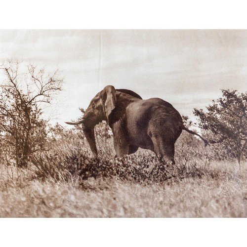 103 - After C.P. BeyersPhotographs:    A set of 6 Photographic Prints of Safari Animals in natural habitat... 