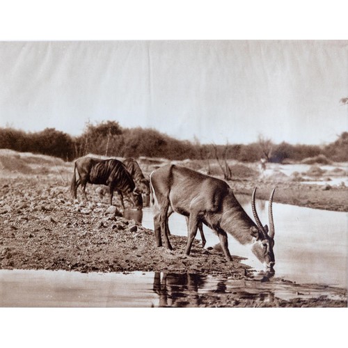 103 - After C.P. BeyersPhotographs:    A set of 6 Photographic Prints of Safari Animals in natural habitat... 