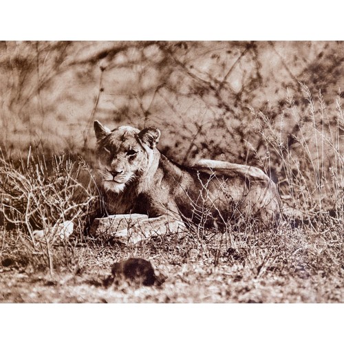 103 - After C.P. BeyersPhotographs:    A set of 6 Photographic Prints of Safari Animals in natural habitat... 