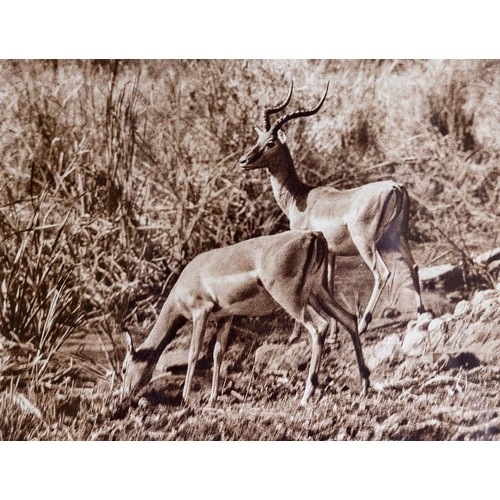 103 - After C.P. BeyersPhotographs:    A set of 6 Photographic Prints of Safari Animals in natural habitat... 