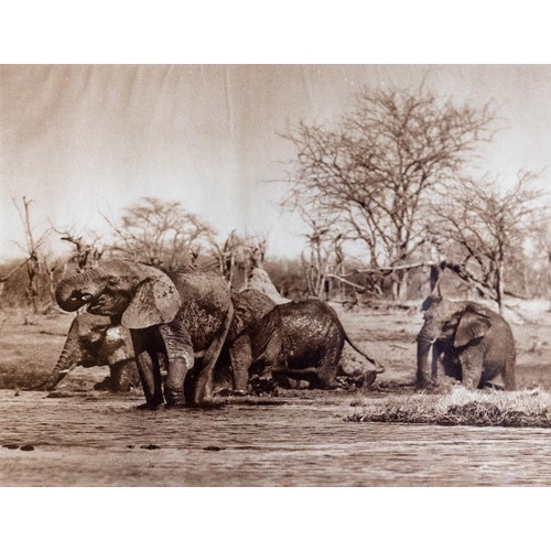 103 - After C.P. BeyersPhotographs:    A set of 6 Photographic Prints of Safari Animals in natural habitat... 