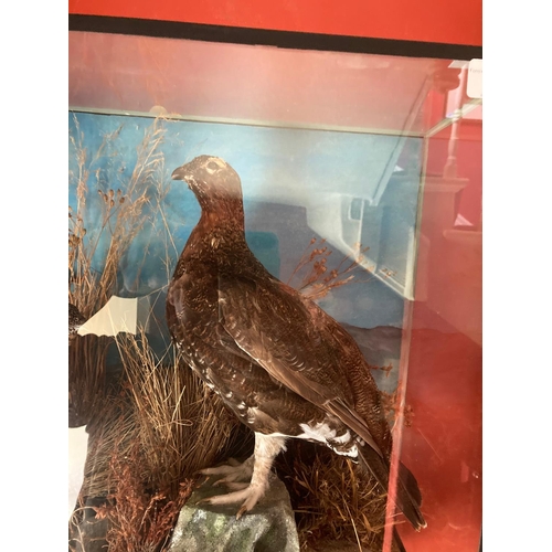 114 - Taxidermy:  A pair of stuffed and mounted Grouse, in naturalistic surroundings in glass case, 45cms ... 