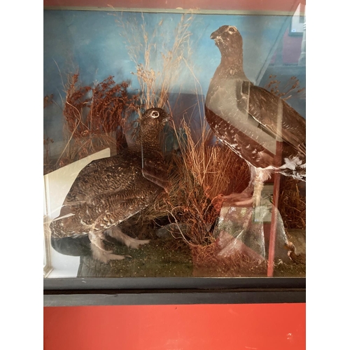 114 - Taxidermy:  A pair of stuffed and mounted Grouse, in naturalistic surroundings in glass case, 45cms ... 