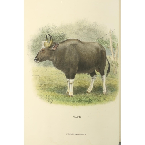 81 - Presentation Copy with Fine Coloured PlatesLydekker (R.) Wild Oxen, Sheep & Goats of All La... 