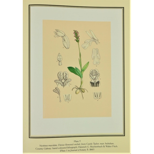 412 - With Fine Coloured PlatesNelson (E. Chas.) & Sayers (B.)Orchids of Glasnevin,  lg. folio D. (Str... 