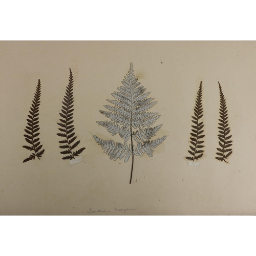 269 - Ferns etc. Collected in Vanuatu, Madagascar, etc.Natural History Album: Dunlop (Dr. James) A large o... 