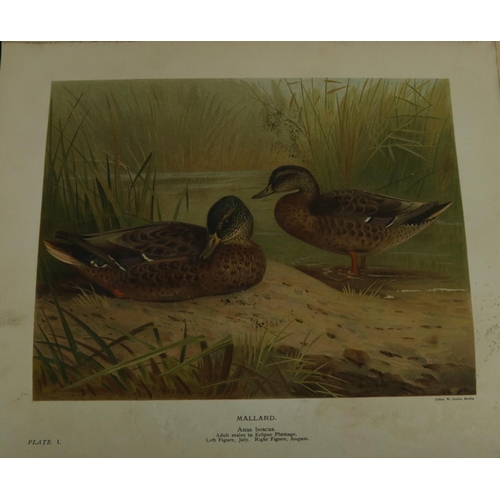 241 - Millais (J.G.) The Natural History of the British Surface - Feeding Ducks, Lg. 4to Lond. 1902. Lim. ... 