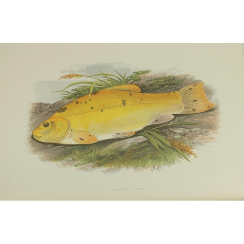 406 - Attractive Coloured PlatesHoughton (Rev. W.) British Fresh Water Fishes, 2 vols. lg. folio Lond. (Wm... 