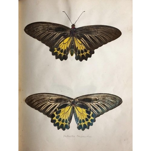 418 - Important Collection of Original Drawings of Butterflies & MothsWagentreiser (Chas. E.O.) A larg... 