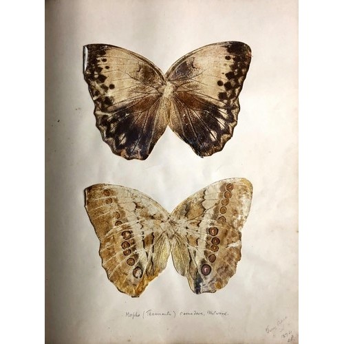 418 - Important Collection of Original Drawings of Butterflies & MothsWagentreiser (Chas. E.O.) A larg... 