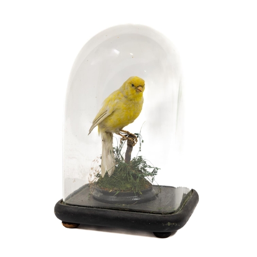 878 - Taxidermy: Serinus Canaria, (Canary Bird) perched on a branch with foliage in glass dome. ... 