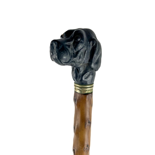 697 - A rare 19th Century Gentleman's Swagger Stick, with ebonised and carved Great Dane head handle, with... 