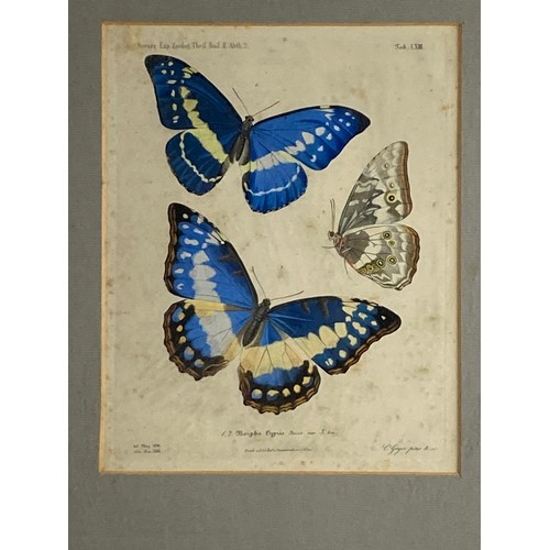 408 - After C. GeyerA pair of attractive coloured Butterfly Prints, in birds-eye-maple frames, 25cms x 20c... 