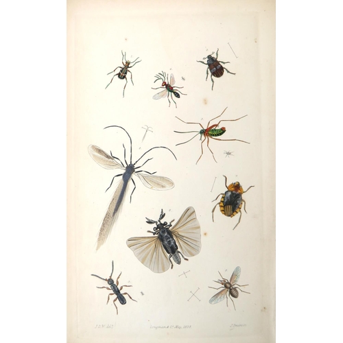 332 - Westwood (J.O.) An Introduction to The Modern Classification of Insects, 2 vols. Lond. 1839.&nb... 