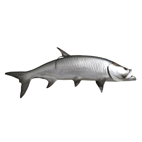 498 - A fibre glass Model, of an Atlantic Tarpon Fish (Megalops Atlanticus) approx. 183cms long (72