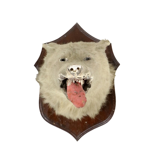 848 - A mounted head of a Polar Bear, (ursus maritimas) on shield shaped oak panel, as is. (1)... 