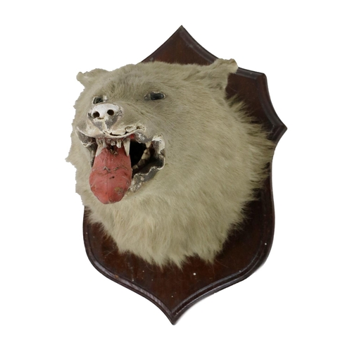 848 - A mounted head of a Polar Bear, (ursus maritimas) on shield shaped oak panel, as is. (1)... 