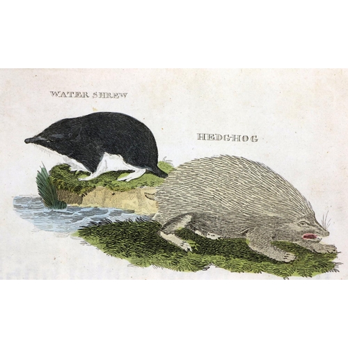 13 - With Hand-Coloured Plates ThroughoutBrightly & Co., Publishers: The Natural History of Quad... 