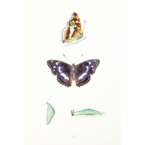 57 - Coloured Plates: Morris (Rev. F.O.) A History of British Butterflies,  4to L. (George Bell... 