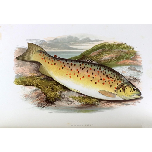 416 - Most Desirable Copy with large Coloured PlatesHoughton (Rev. W.) British Fresh-Water Fishes, 2 lg. f... 