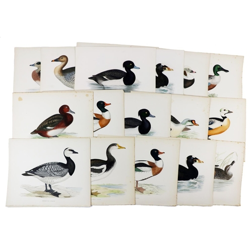 460 - Fine Hand-Coloured Bird PlatesMorris -British Game Birds, a good collection of 19 large hand-coloure... 