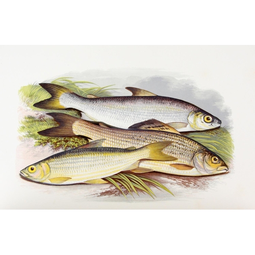 820 - In Finest Original ConditonFishing: Houghton (Rev. W.) British Fresh-Water Fishes, 2 vols. folio Lon... 