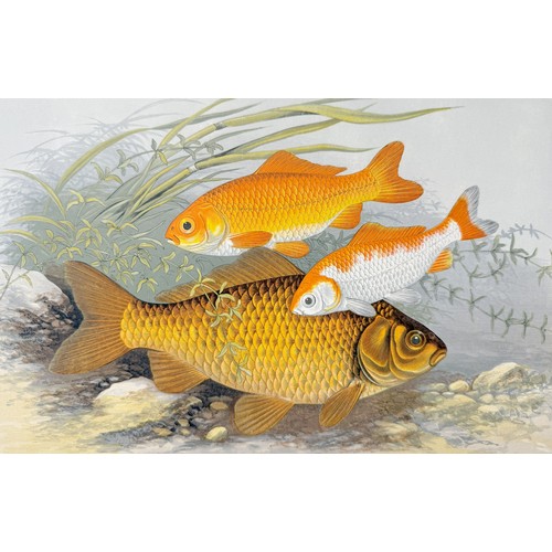 416 - Most Desirable Copy with large Coloured PlatesHoughton (Rev. W.) British Fresh-Water Fishes, 2 lg. f... 