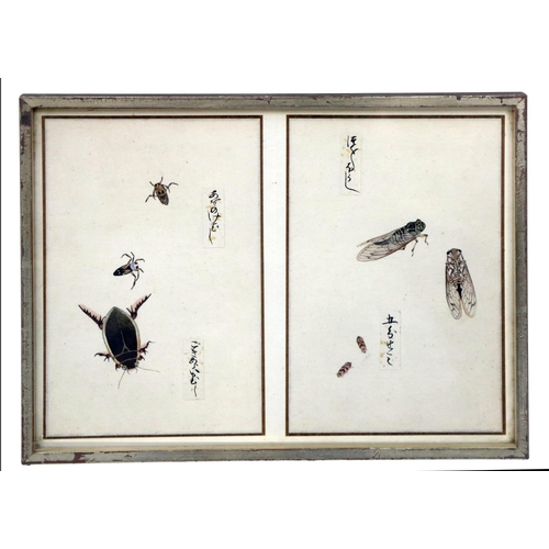 248 - A rare collection of 12 Chinese Entomology Insect Studies, depicting moths, beetles, butterflies etc... 