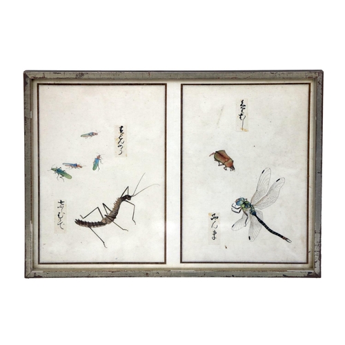 248 - A rare collection of 12 Chinese Entomology Insect Studies, depicting moths, beetles, butterflies etc... 